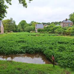 Quelle der Veules mit Brunnenkresse
