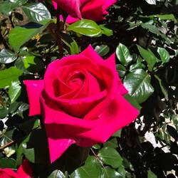 The most beautiful roses I've ever seen and smelt 🩷