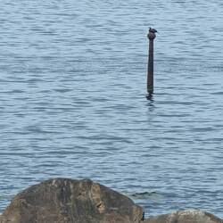 Der Kormiran, der auf dieser Stange wohnt. Saß da seit ich gestern in Alnes angekommen bin. 😀