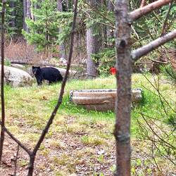 3. tag in canada, und bereits den ersten bären gesichtet😍