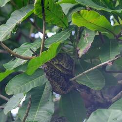 Vermutlich eine Lanzenotter