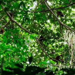 Brüllaffen Family - Wie viele Affen siehst du?