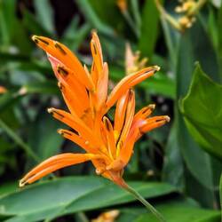 Heliconia psittacorum