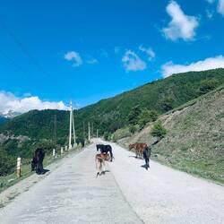 It's like a zoo on the road - horses, pigs, dogs and cows are everywhere.