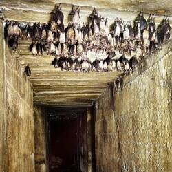 Heute Schlafplatz für Fledermäuse