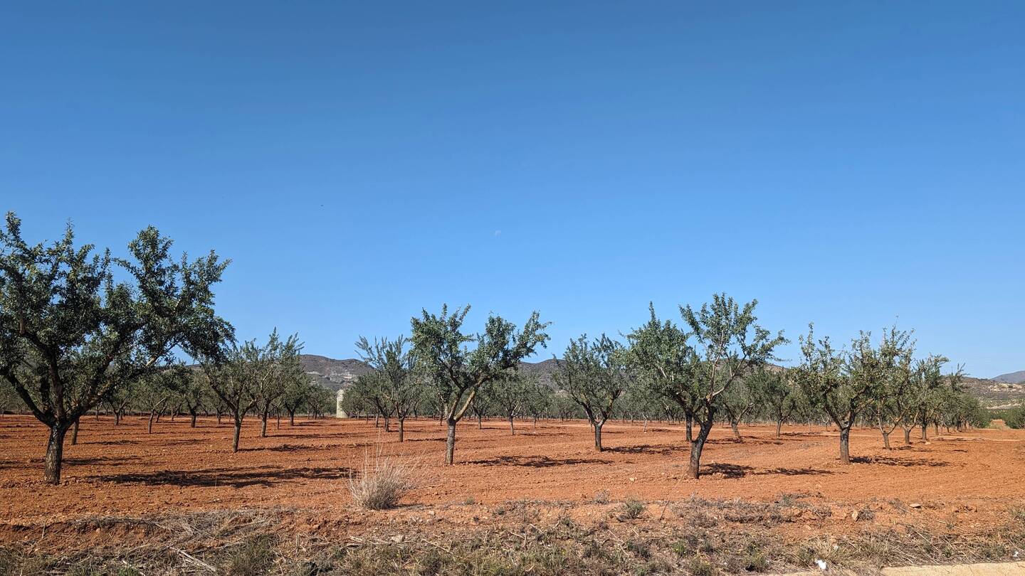 Rote Erde und Oliven Bäume