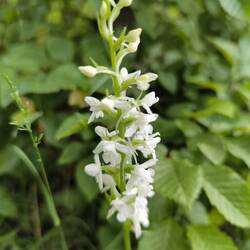 Zweiblättrige Waldhyazinthe