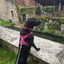 Niska loves water and wanted a good look