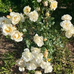 Wild roses