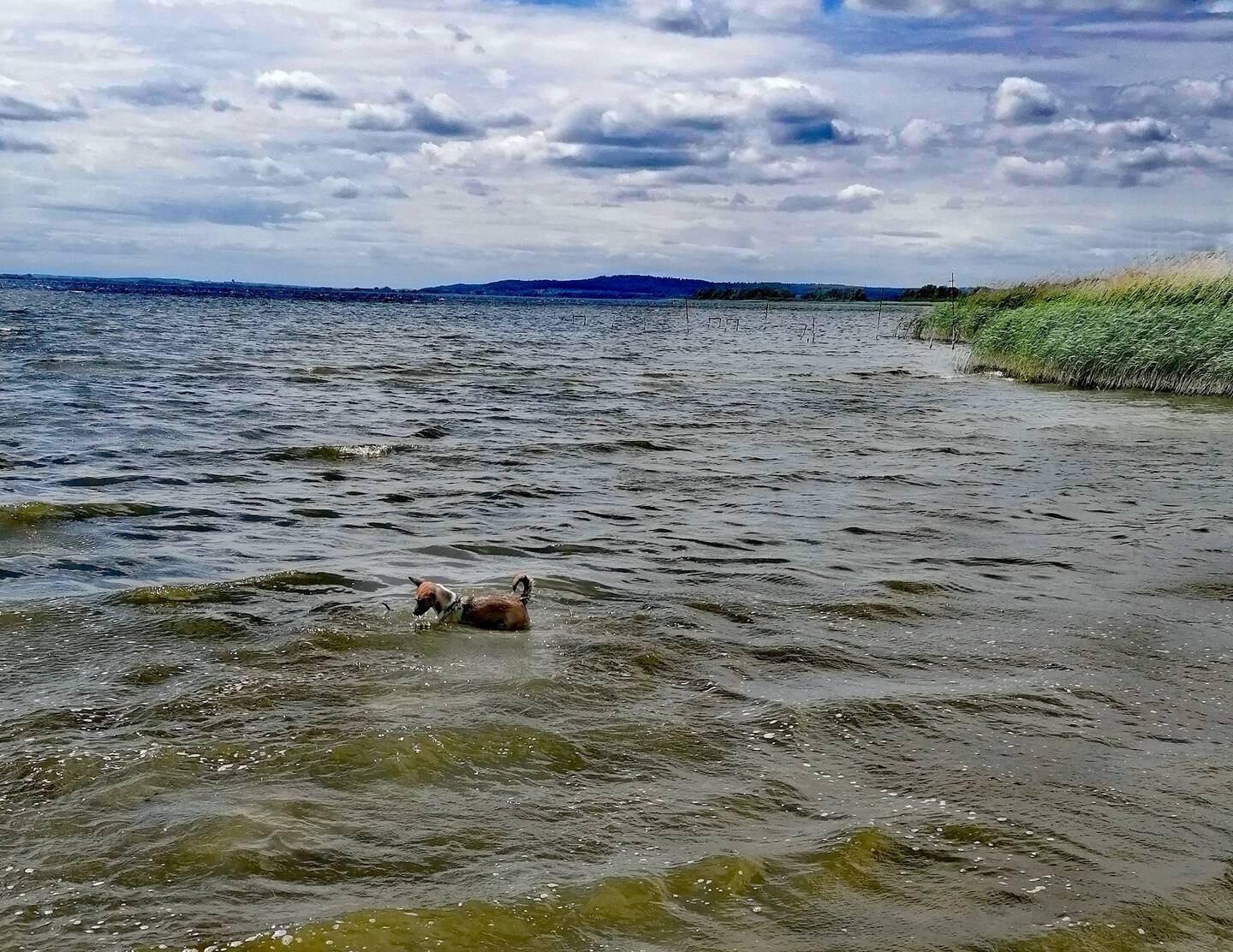 Heute hat der Hund mal Spaß