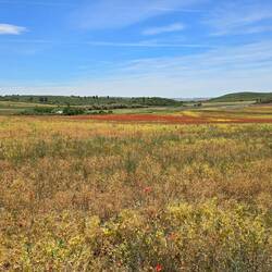 Fields of red poppies!