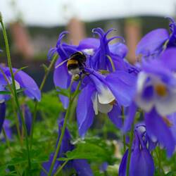 Die königliche Hummel