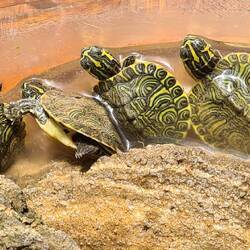 Schildkröten gibt es hier auch. Hier die Babies