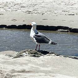 ..bis auf unseren Besuch, der uns den Käse vom Brot klauen wollte 😀