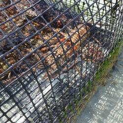 Zukünftiges Mittagessen für Touris.