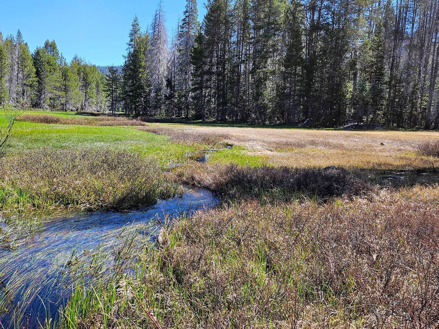 McGurk Meadow
