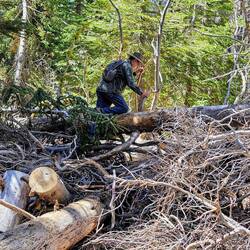 Charlie climbing over piles of logs and brush