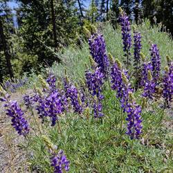 Lupine (bluebonnets to us) were everywhere in the valleys