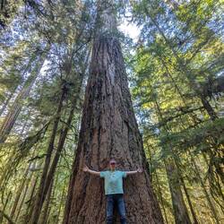 Der oder einer der ältesten Bäume Kanadas
