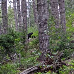 Schwarzbären Familie in Whistler