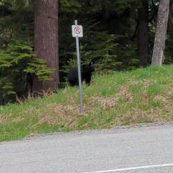 Schwarzbär (könnte auch eine schwarze flauschige Kuh sein)