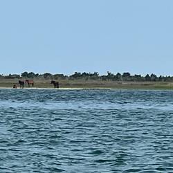 Wild horses on Shackleford Island