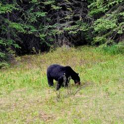 der 2. bär in 4 tagen😍😍