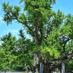 Ein 400 Jahre alter Ginkgo. Wie schön muss der im Herbst sein.