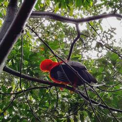 Diese lustigen Vögel kann man an einem ganz bestimmten Ort in Jardín sehen