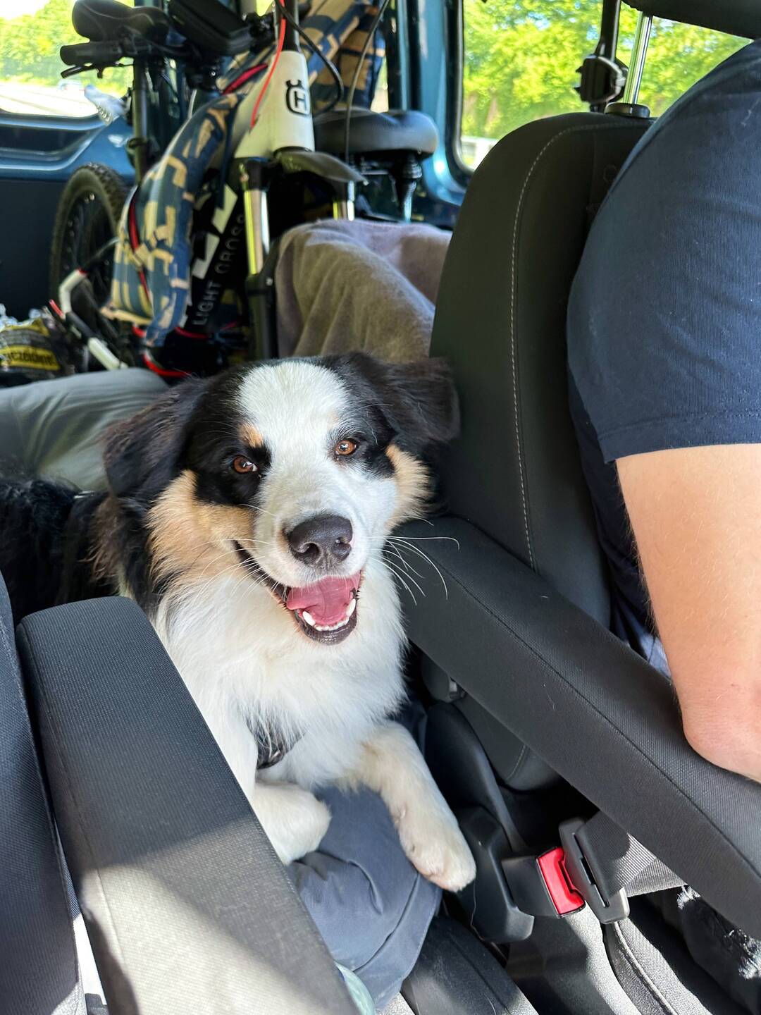 Buddy ist glücklich im Bus zu fahren.😊 Er hat die beste Aussicht mittendrin.