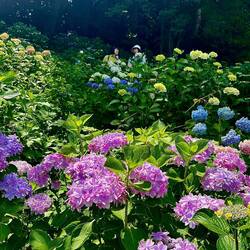 Hydrangea Walk. Note the two women way at the top.