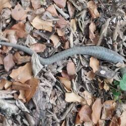 We're unable to capture a picture of the other two as they slithered off into the undergrowth