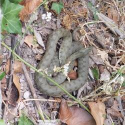 On final walk back to bus we saw 4 viper snakes basking in the sun with full bellies