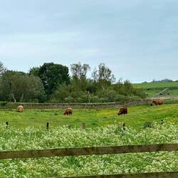 Kurz vor England dann endlich "echte" schottische Kühe
