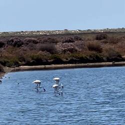 Flamingos