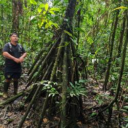 "moving tree" - bewegt sich bis zu 1m pro Jahr durch die neue Wurzelbildung über der Erde