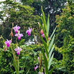 Wilde Orchidee und eine Stabheuschrecke (wer sie erkennt)