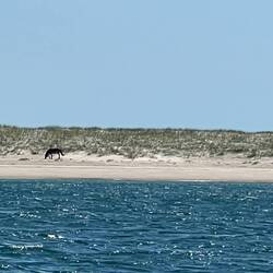 Another wild horse on Shackleford Island.