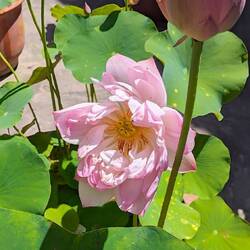 Lotus flower - just starting to blossom
