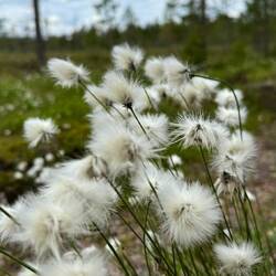 Eine davon hat meine Frisur...