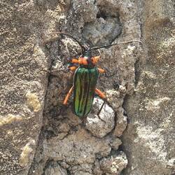 .... den mochte ich nicht so sehr, er flog mich ständig an 🪲