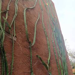 Die Kakteen 🌵 wachsen wie bei uns Efeu oder Wein