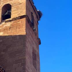 A stork in the bell tower on her nest