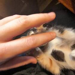 Was fully obsessed with the cat