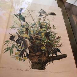 The Birds of America by John J. Audubon (Alle in 1820 bekannte Vogelarten sind im Buch dargestellt)