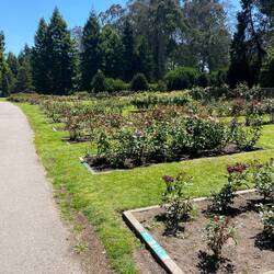 Rose Garden im GG Park