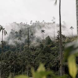 Valle del Cocora