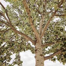 Just a really pretty tree! 🌳