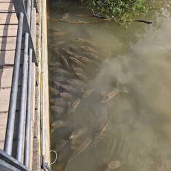 Giant fish... what are they? Same size as Koi but not Koi?!