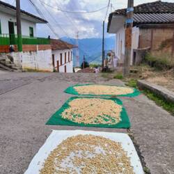 Hier werden die Kaffeebohnen noch auf der Straße getrocknet. Bei bestem Ausblick!